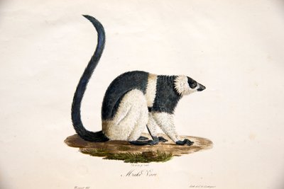 Black-and-white Ruffed Lemur, from Histoire Naturelle des Mammifères, with original figures, by Étienne Geoffroy Saint-Hilaire & Frédéric Cuvier, 1824-42 by French School