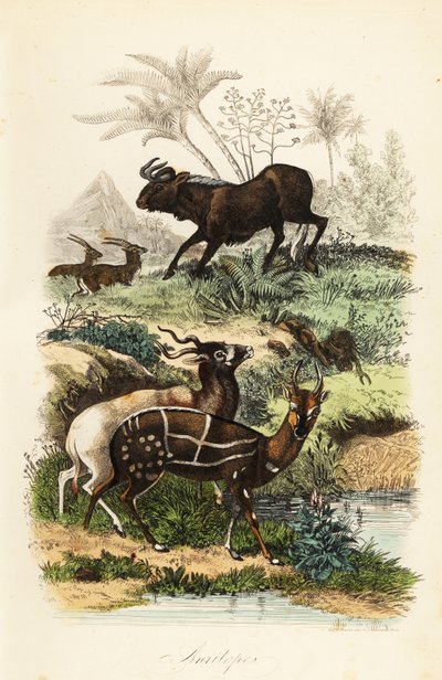 Black Wildebeest, Critically Endangered Addax, and Harnessed Bushbuck by French School