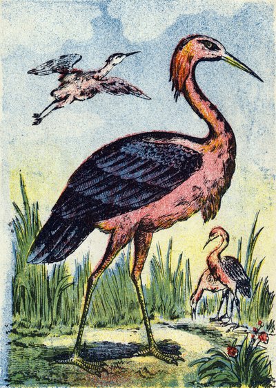 Blue heron: bird eagle feeding on worms and reptiles. Lives in the United States and the Caribbean. Engraving in Alphabet des oiseaux. Imagery of Pont-a-Mousson, Marcel and/or Louis Vagne, Printer-Publisher, late 19th century. 16 pages. Dim: 20.5 x 14 cm by French School