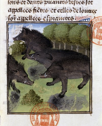 Boars, from 