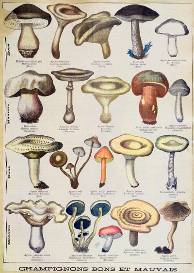 Botanical plate depicting 