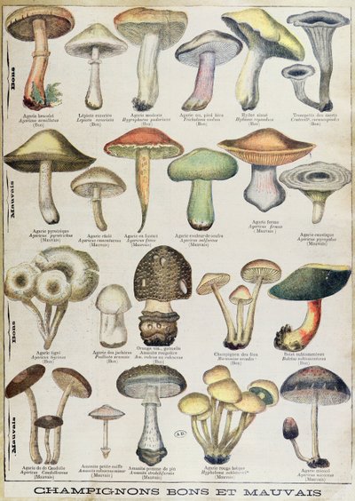 Botanical plate depicting 