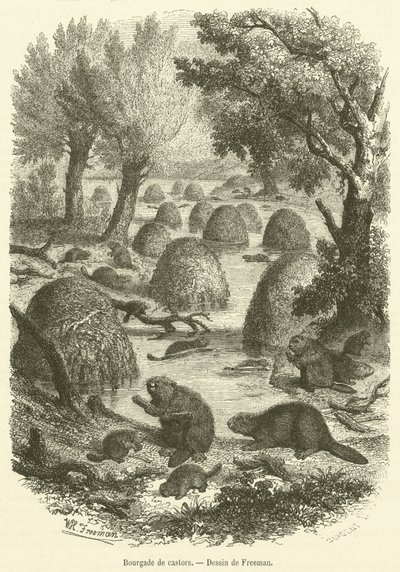 Beaver village by French School