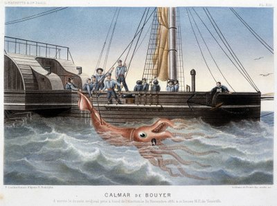 Bouyer Squid - in “The World of the Sea” by Alfred Fredol, Hachette, Paris by French School