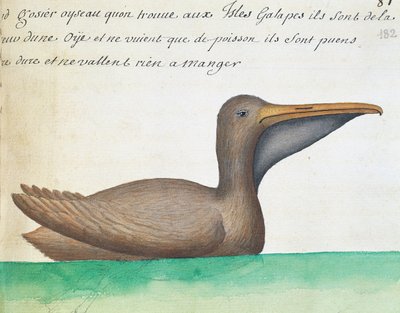 Brown Pelican (Pelecanus occidentalis), Galapagos Islands, Watercolour from Log Book by French School
