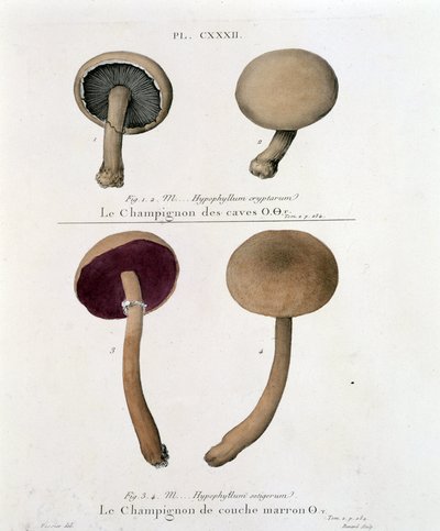 Brown layer mushroom - in 