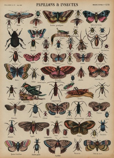 Butterflies and Other Insects by French School