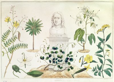 Carolus Linnaeus surrounded by some of the plants he classified by French School