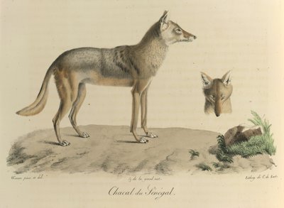 Jackal of Senegal, from Histoire Naturelle des Mammifères by French School