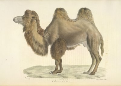 Bactrian Camel, from Histoire Naturelle des Mammifères by French School