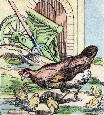 Chicken and Chicks (Engraving in "Buffon Alphabet des Oiseaux n 2") by French School