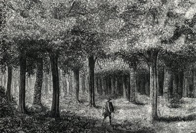 Cinchona tree forest producing cinchona bark for treating malaria, Peru 1888 by French School