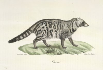 Civet, from 