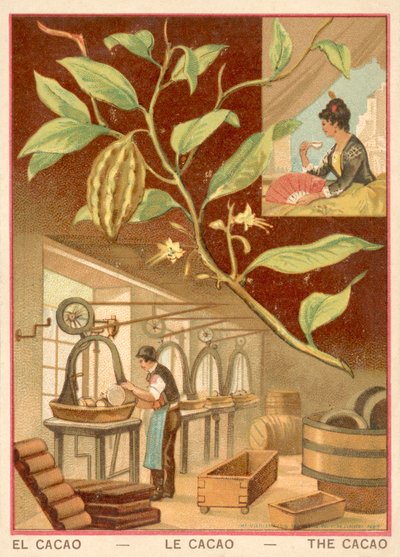 Cocoa by French School