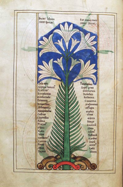 A Lily (Lily Longiflorum), from Liber Floridus by Lambert de Saint-Omer c.1120 by French School