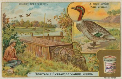 Common Teal; Catching Ducks by French School