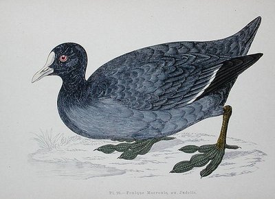 Common or Eurasian Coot, 2nd half of 19th century by French School