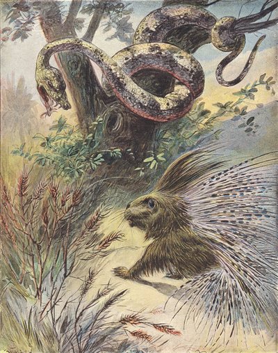 Confrontation Between a Snake and a Porcupine by French School