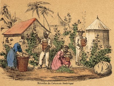 Cotton by French School