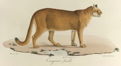 A Female Cougar, from Histoire Naturelle des Mammifères by French School
