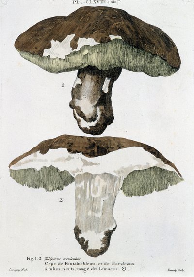 Cèpe de Fontainebleau et de Bordeaux - in 