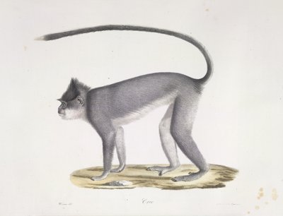 Monkey, from Histoire Naturelle des Mammifères by French School