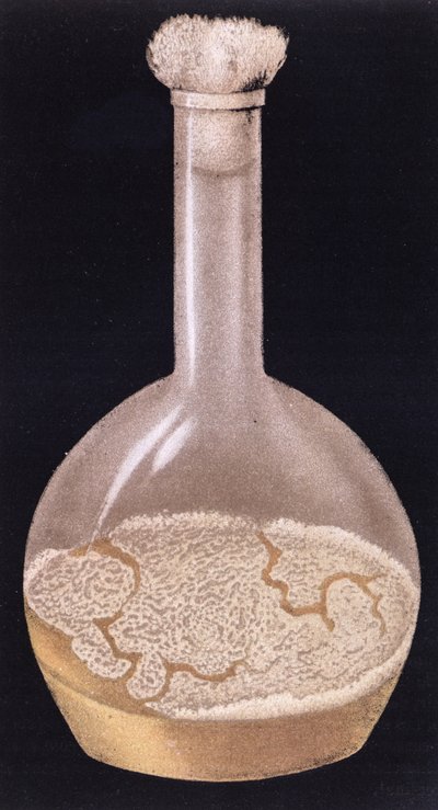 Culture of human tuberculosis, from La Tuberculose et son Bacile by Isidore Strauss 1895 by French School