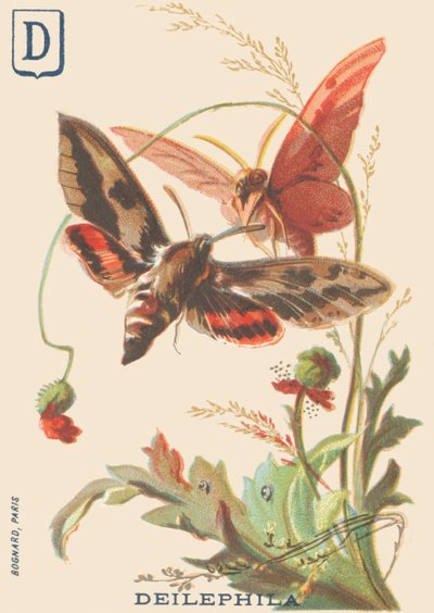 Deilephila (Deilephila elpenor or Great sphinx of the vine) by French School