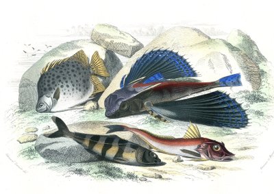 Dactyloptere pirapede (Dactylopterus pirapeda) flying fish, Chetodon argus (scatophagus argus), centronote pilote (echeneis naucrate), Trigle Lyre (Genicanthus Melanospilos) - Plate extracted from Natural History by Bernard Germain de Lacepede by French School