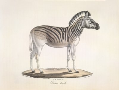 The Striped Quagga, or Burchell
