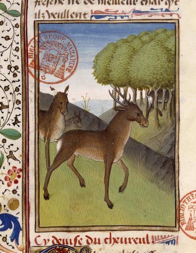 Deer and deer, from 