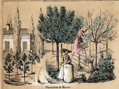 Description of the crop and silk products: planting mulberries. Plate 