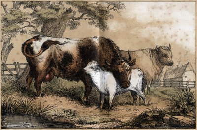 Description of the various products and uses of the cow: cow, calf in a meadow. Plate 