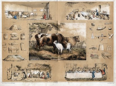 Description of the various products and uses of the cow: milking and production of cow