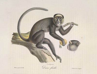 Female Monkey, from Histoire Naturelle des Mammifères by French School