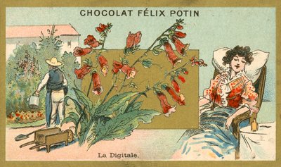 Digitalis by French School
