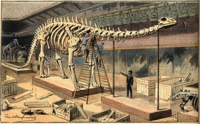 Diplodocus fossil at the Natural History Museum of Paris. Engraving from the newspaper 