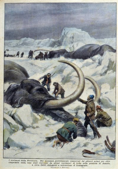 Discovery of prehistoric mammoths caught in polar ice, early 20th century by French School