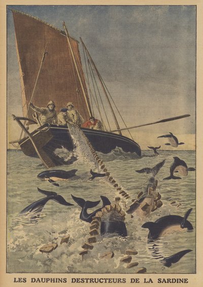 Dolphins disrupting the catching of sardines by French School