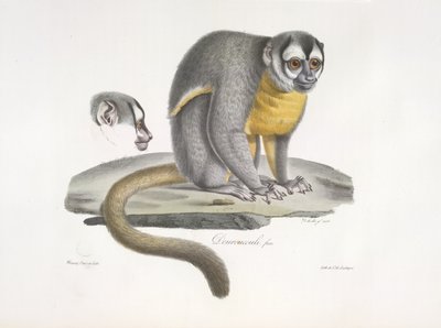 Douroucouli or Night Monkey, from Histoire Naturelle des Mammifères by French School