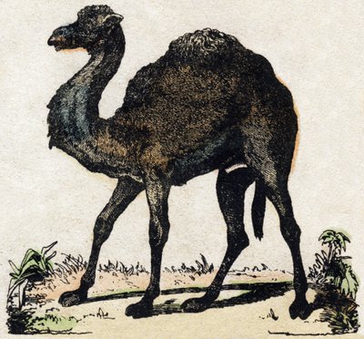 Dromedary. Engraving in 