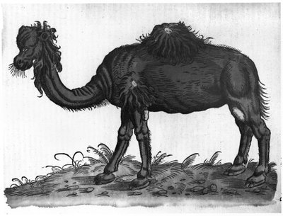 Dromedary, from 