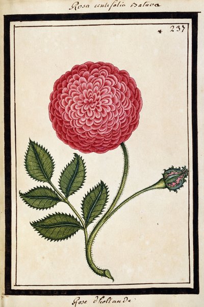 Dutch Rose, c.1700 by French School