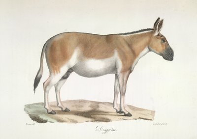 Dziggetai, from Histoire Naturelle des Mammifères by French School