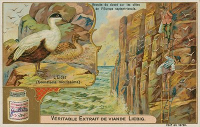 Eider Duck; Gathering Eider Down by French School