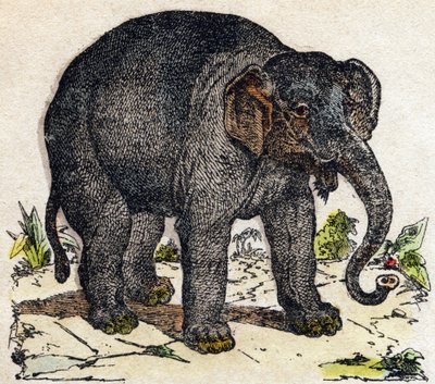 Elephant. Engraving in 