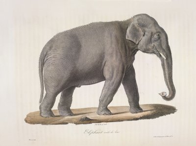 Asian Elephant, from 