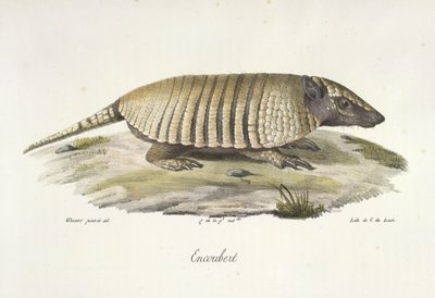 Armadillo, from 