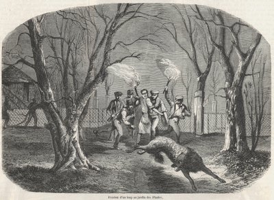 Evasion of a wolf at the Jardin des Plantes in Paris - Engraving in 