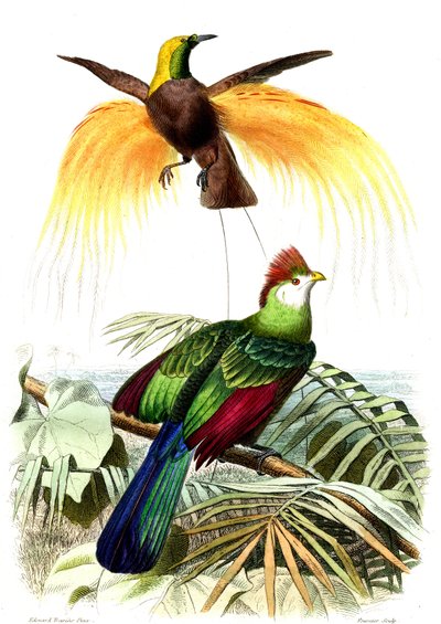 Exotic Birds: The Little Emerald Paradise and the Touraco Pauline by French School